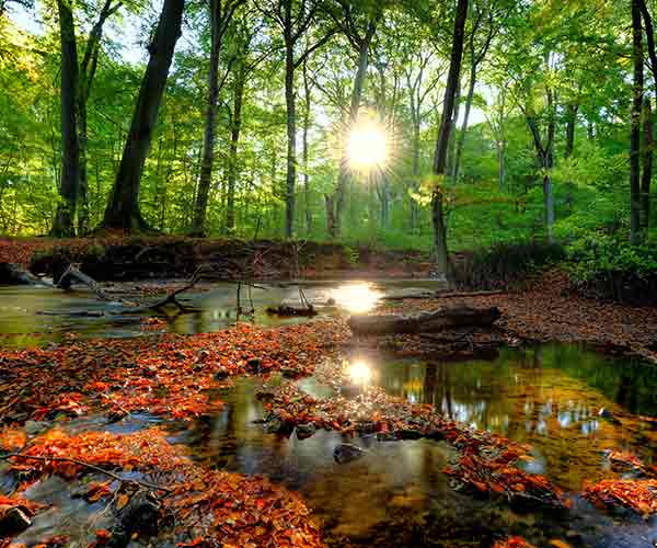 a forest scene with a small river