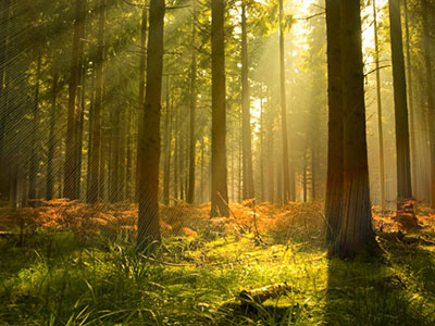 a green woodland close to sunset