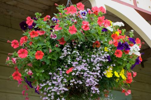 Summer Newsletter