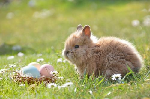 Easter Egg Trail